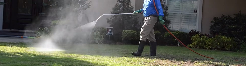 What does mole cricket damage look like?