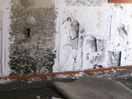 Can I Remove Black Mold Myself?
