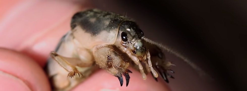 What does a mole cricket eat?