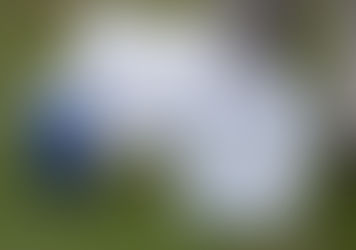 How to Get Rid of Mole Crickets?