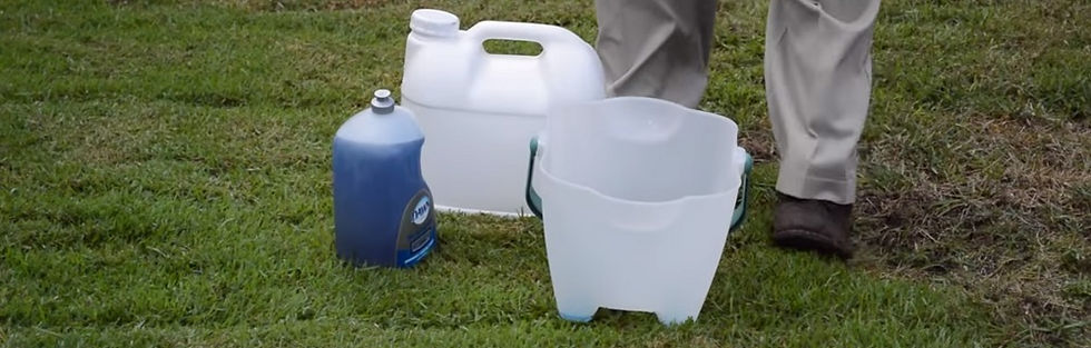 How to Get Rid of Mole Crickets?