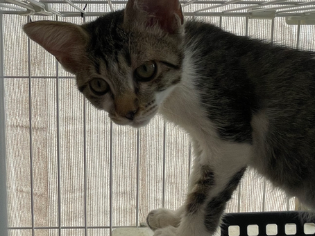 【譲渡対象】子猫