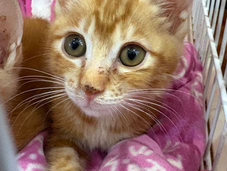 【譲渡対象】子猫