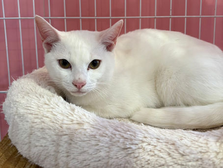 【譲渡対象】子猫