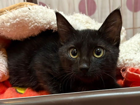 【譲渡対象】子猫