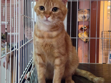 【譲渡対象】子猫