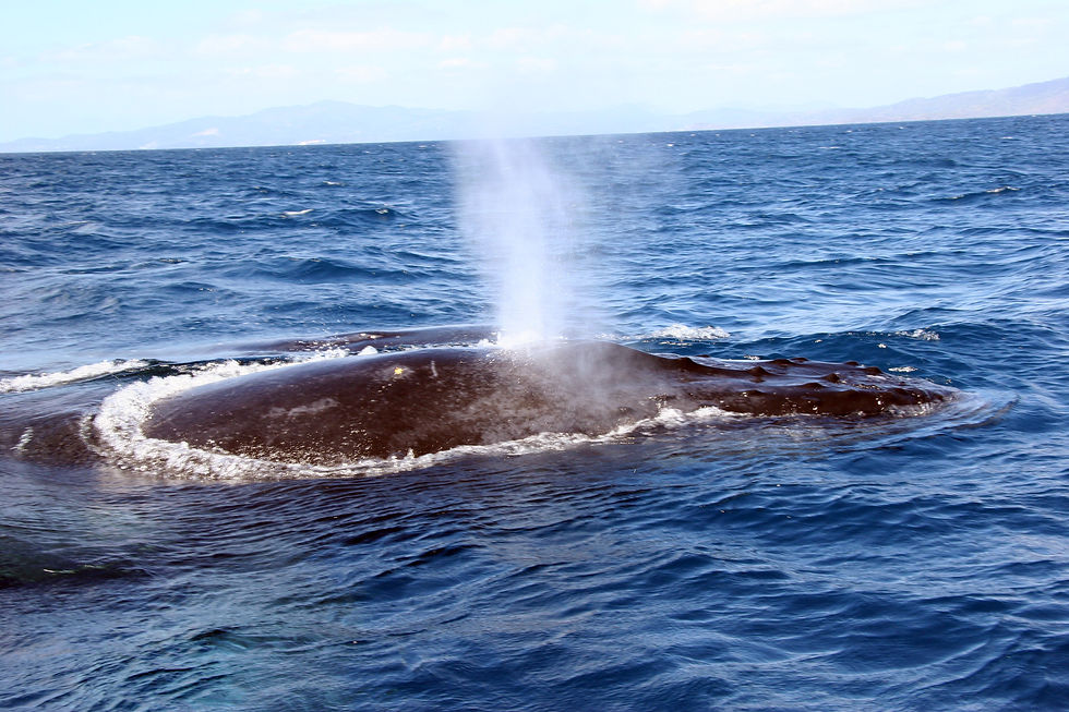 Pendant la saison des baleines