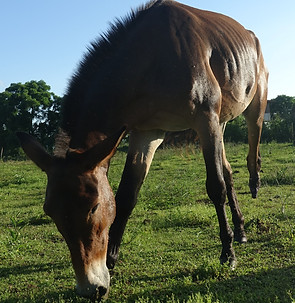 Chaplin in pasture_edited.jpg