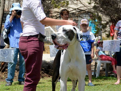 סיקור התערוכה הבינלאומית - כנות 2016 - שופט פיטר פרידריך, גרמניה