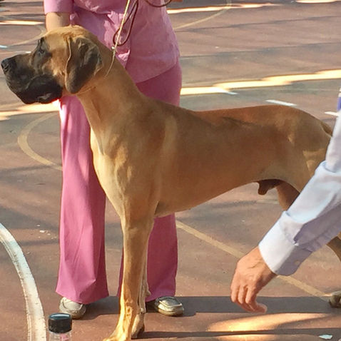 סיקור התערוכה הבינלאומית - סביון 2016 - שופט הנס ואן דן ברג, הולנד