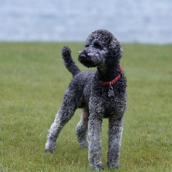 Males | Snooty Pooch Standard Poodles