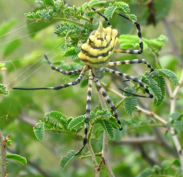 The garden orb-web spider (Argiope Australis)