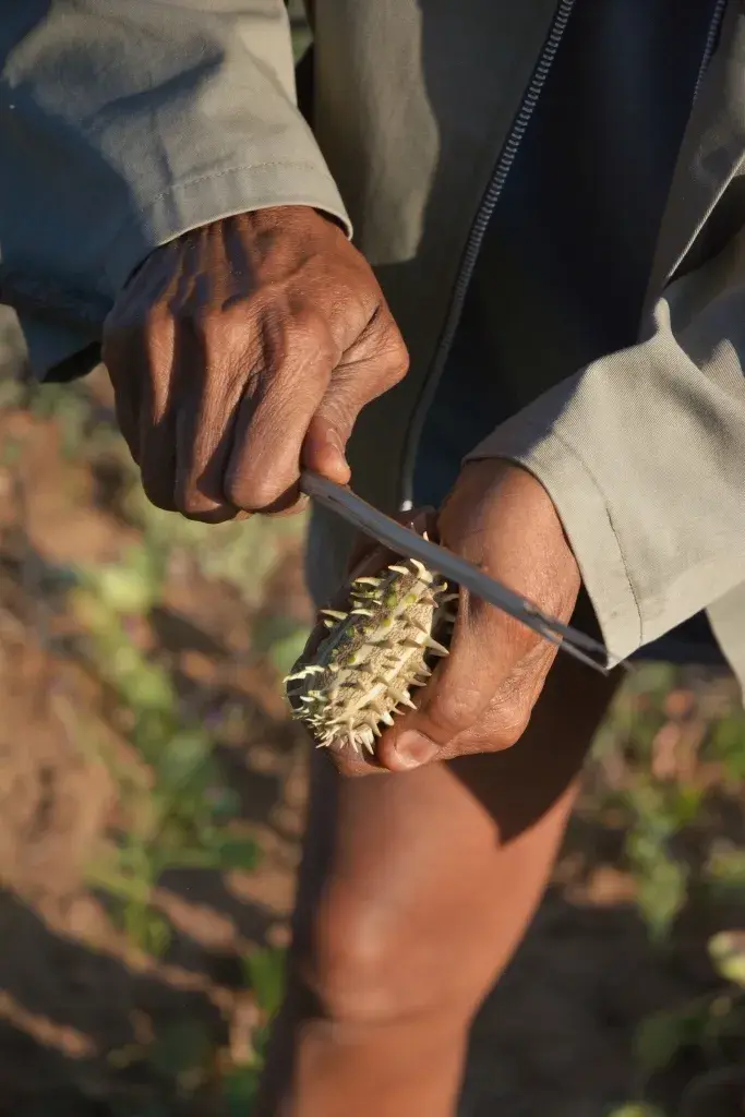Wild spiky cucumber