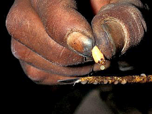 Applying beetle poison to arrow