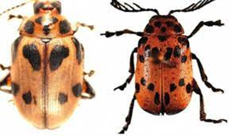 Diamphidia beetle