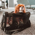 Choosing A Flight Carrier For Your Dog | Will It Fit?
