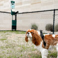 What If My Dog Goes/Needs To Go To The Bathroom On An Airplane?