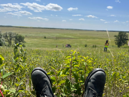 DIY Plant Profiles - Field Test for Reading the Environment From A Traditional Perspective