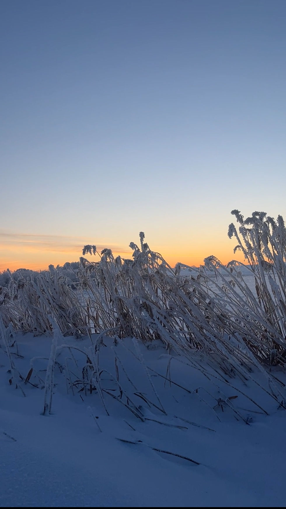 Snowy weather follows the winds from the north and west, plants are in their full dormancy, and animal activity changes according to the cold air temperatures.