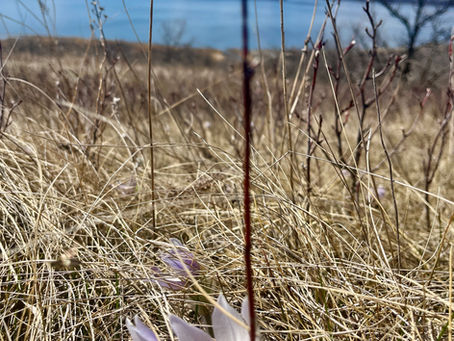 The Six Seasons of Ojibwe Life