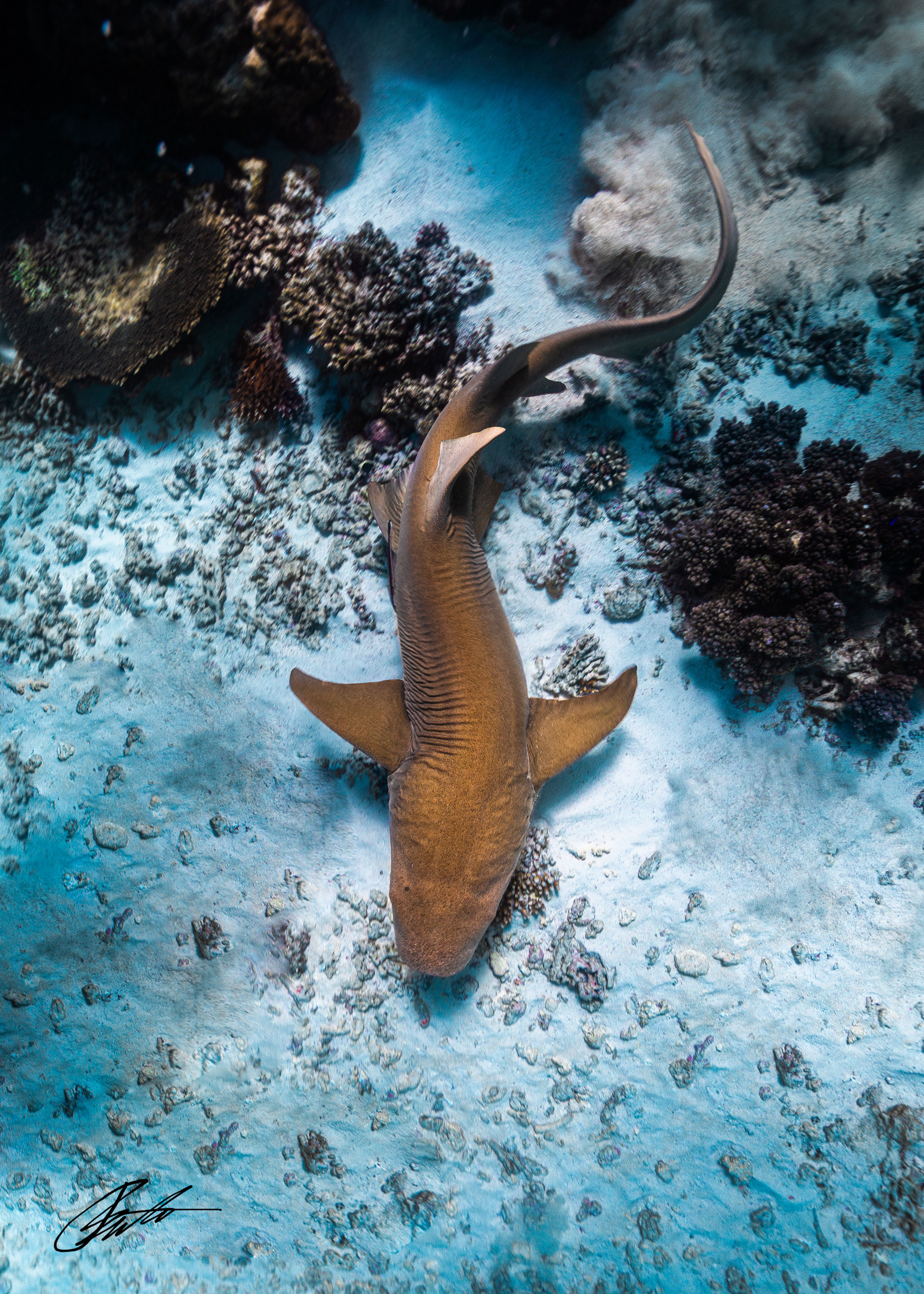 Nurse Shark