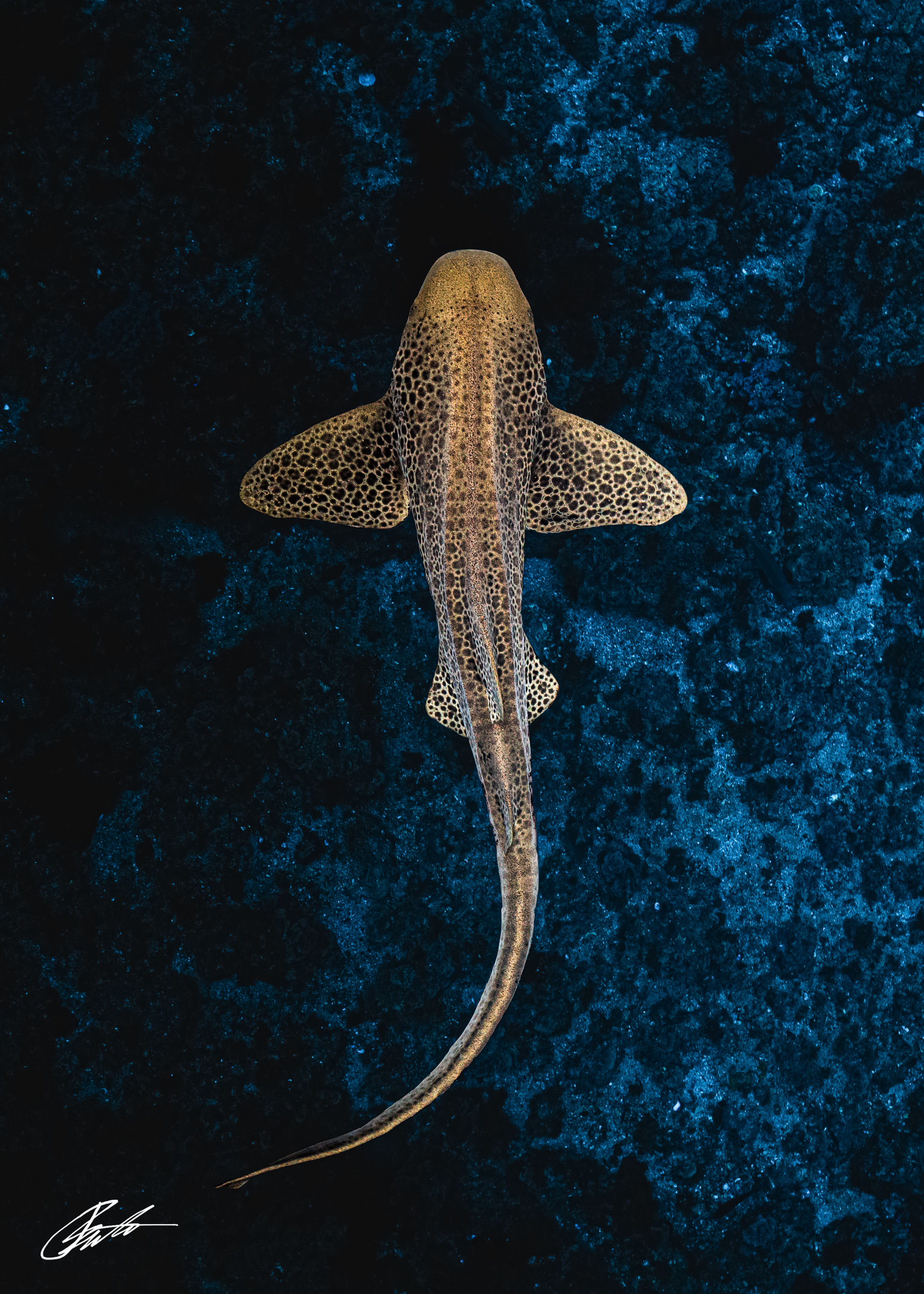 Leopard Shark & Blue's