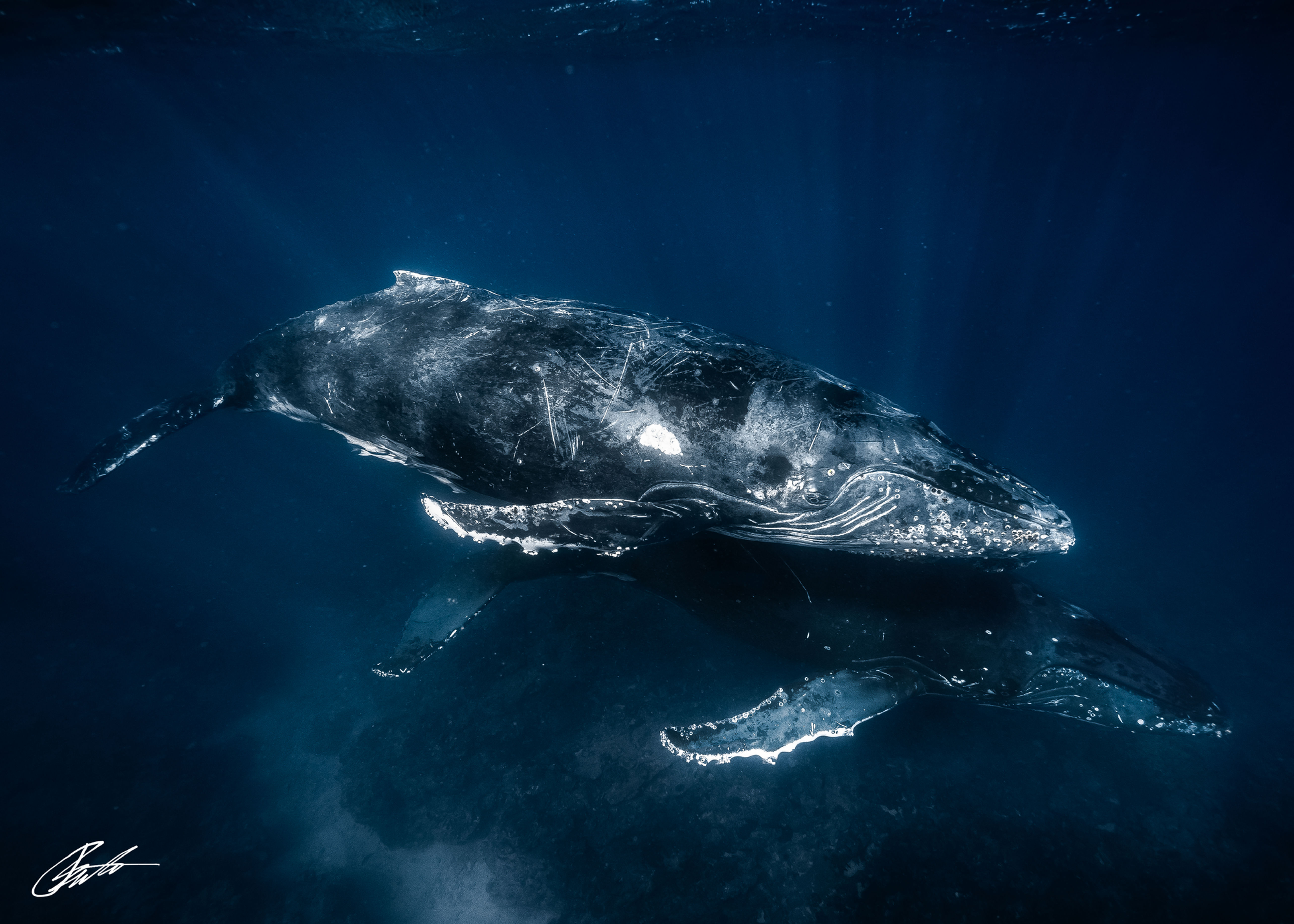 Humpbacks's Of Ningaloo