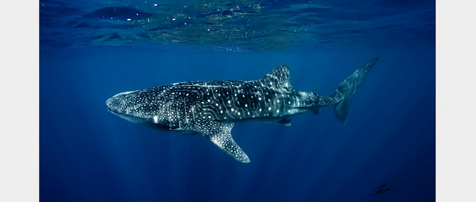 A4: 2026 "Underwater" Calendar