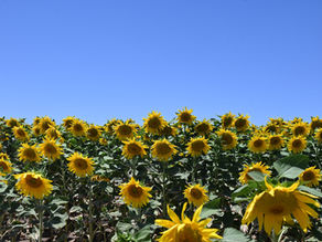 Shabbat Ride from Latrun to Sunflowers and Golden Wheat Fields