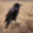 common raven