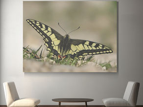 canvas with butterfly is hanged on a wall