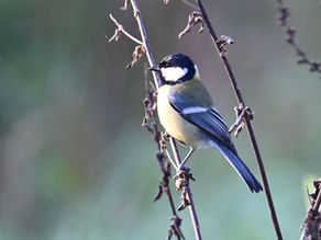 great tit on a branch