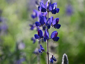 Shabbat Bike Ride in the Valley of Elah and Tel Socho: A Journey Through History and Nature
