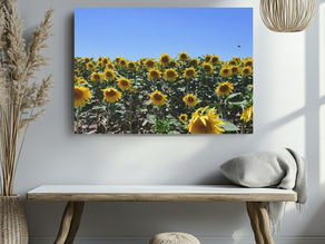 a canvas with real photo of sunflower field hanged on a wall