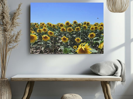 a canvas with real photo of sunflower field hanged on a wall