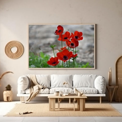 Thumbnail: Red Anemone Flowers Poster Photo: Perfect Gift Idea for Nature Lovers