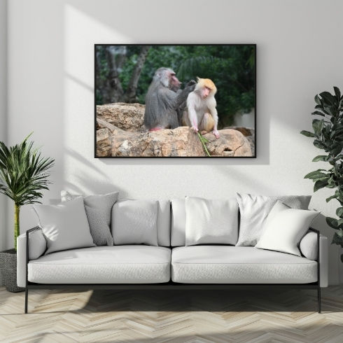 Thumbnail: Baboon Monkeys: The Trendy Matte Horizontal Poster Gift for Art Enthusiasts
