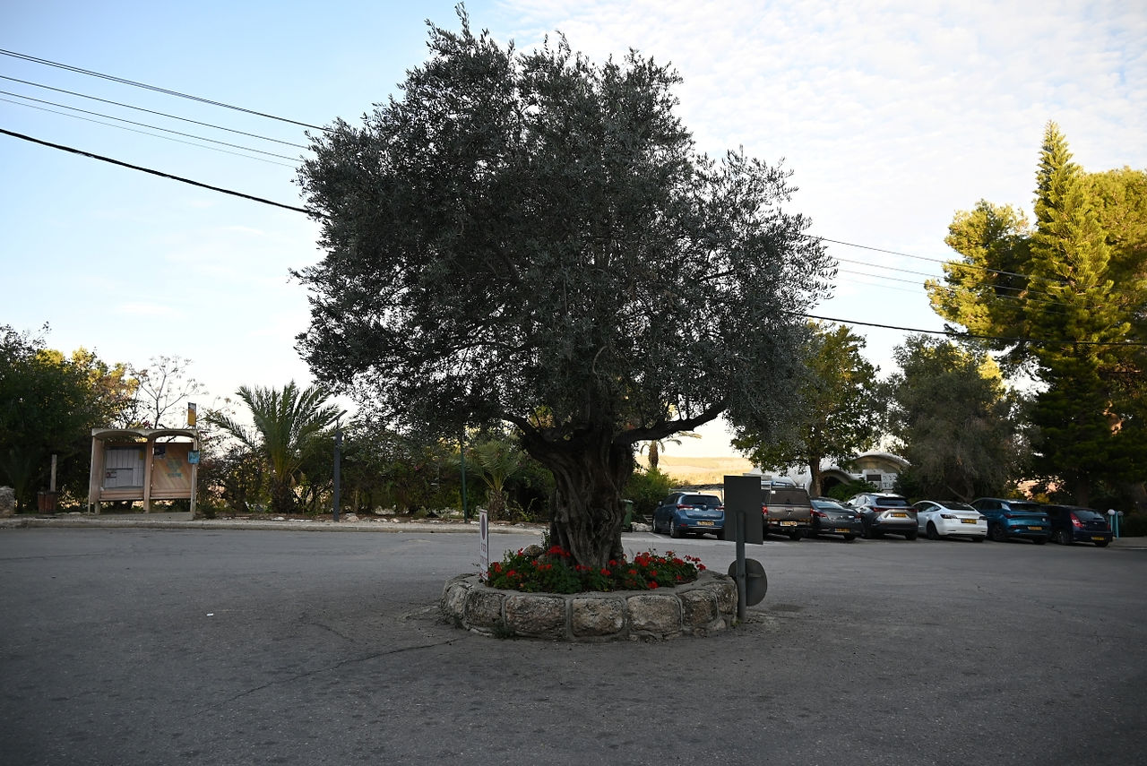 in Neve Shalom