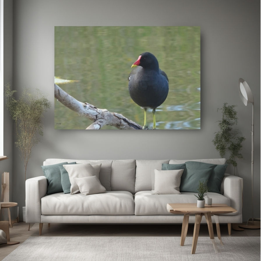 Thumbnail: Moorhen Bird Photo Canvas Wall Art: Stunning Home Decor Piece for Nature Lovers