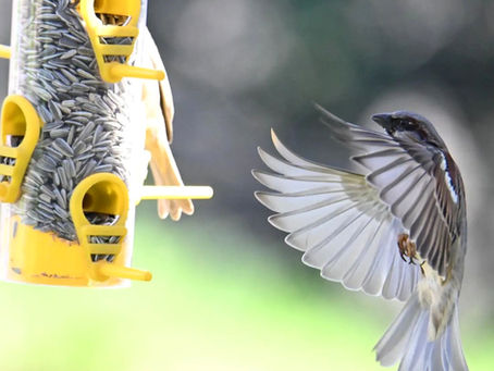 Tiny backyard birds feeding on sunflower seeds