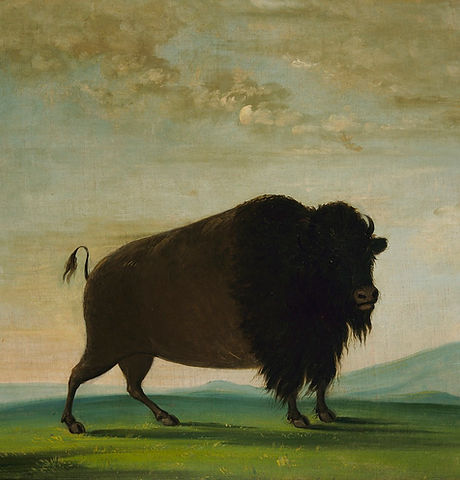 Bison