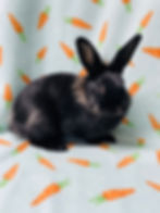 Bunna