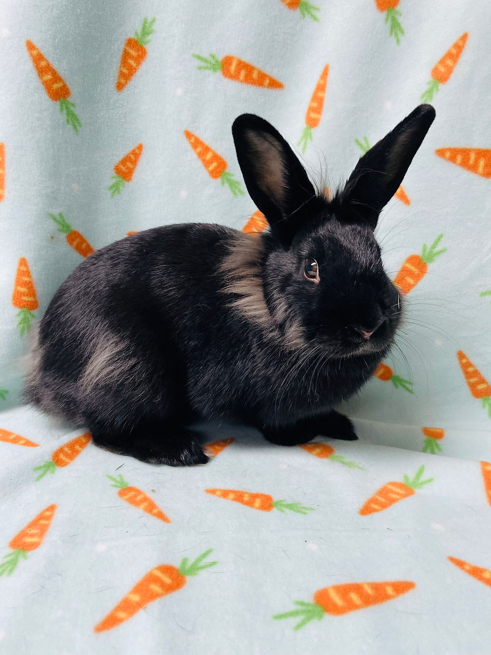 Bunna