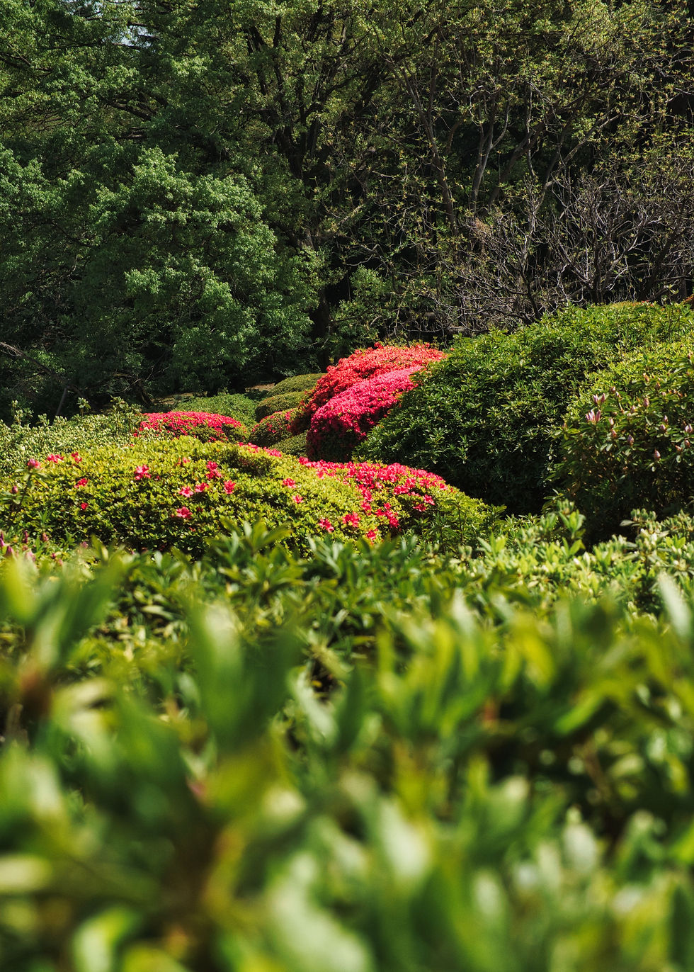 Benefits of well-maintained shrubbery