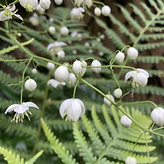 Thalictrum & fern.jpeg