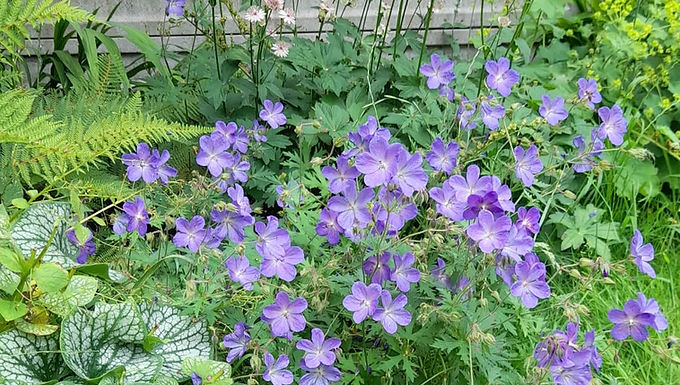 Border Design for urban back garden