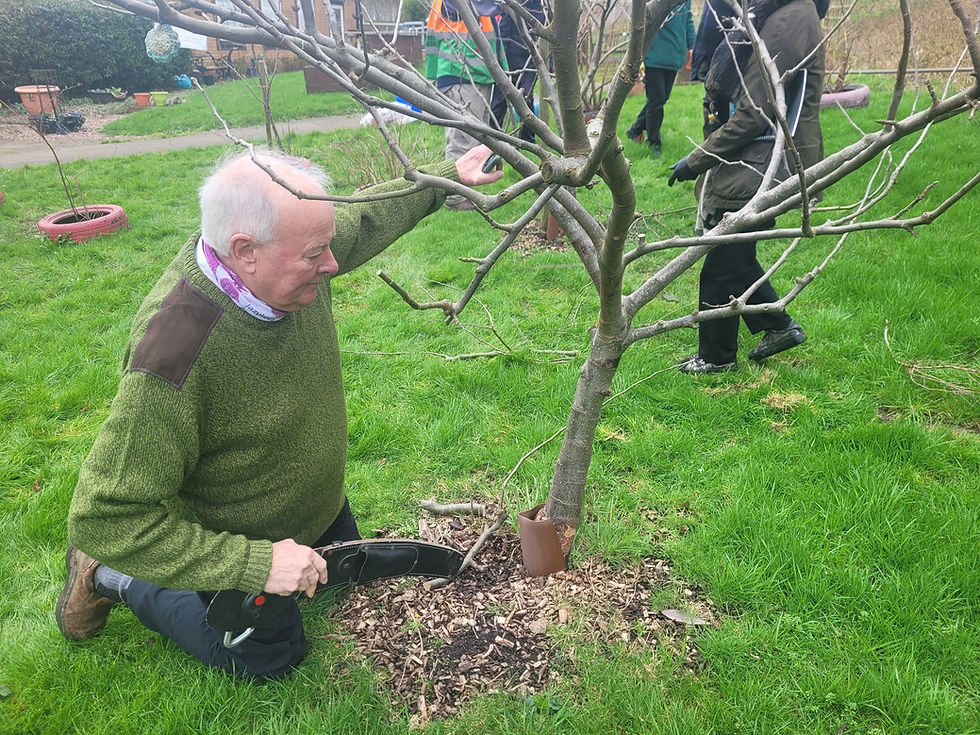 Winter Pruning Workshop @ Ambridge House Orchard