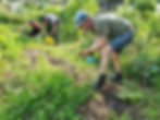 Forest Garden Care Session @ The People's Plot