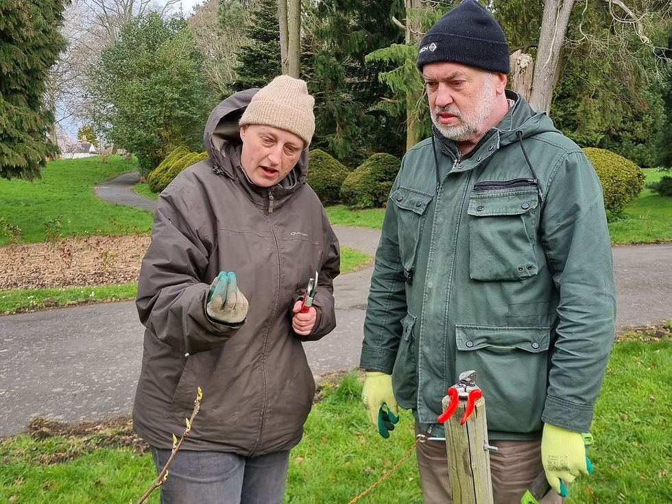 Trained Fruit Tree Pruning Workshop @ Highbury Park Rose Garden Orchard
