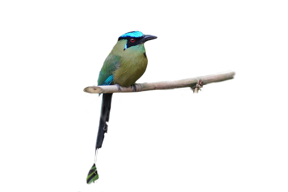 pixlr-bg-result (19).png